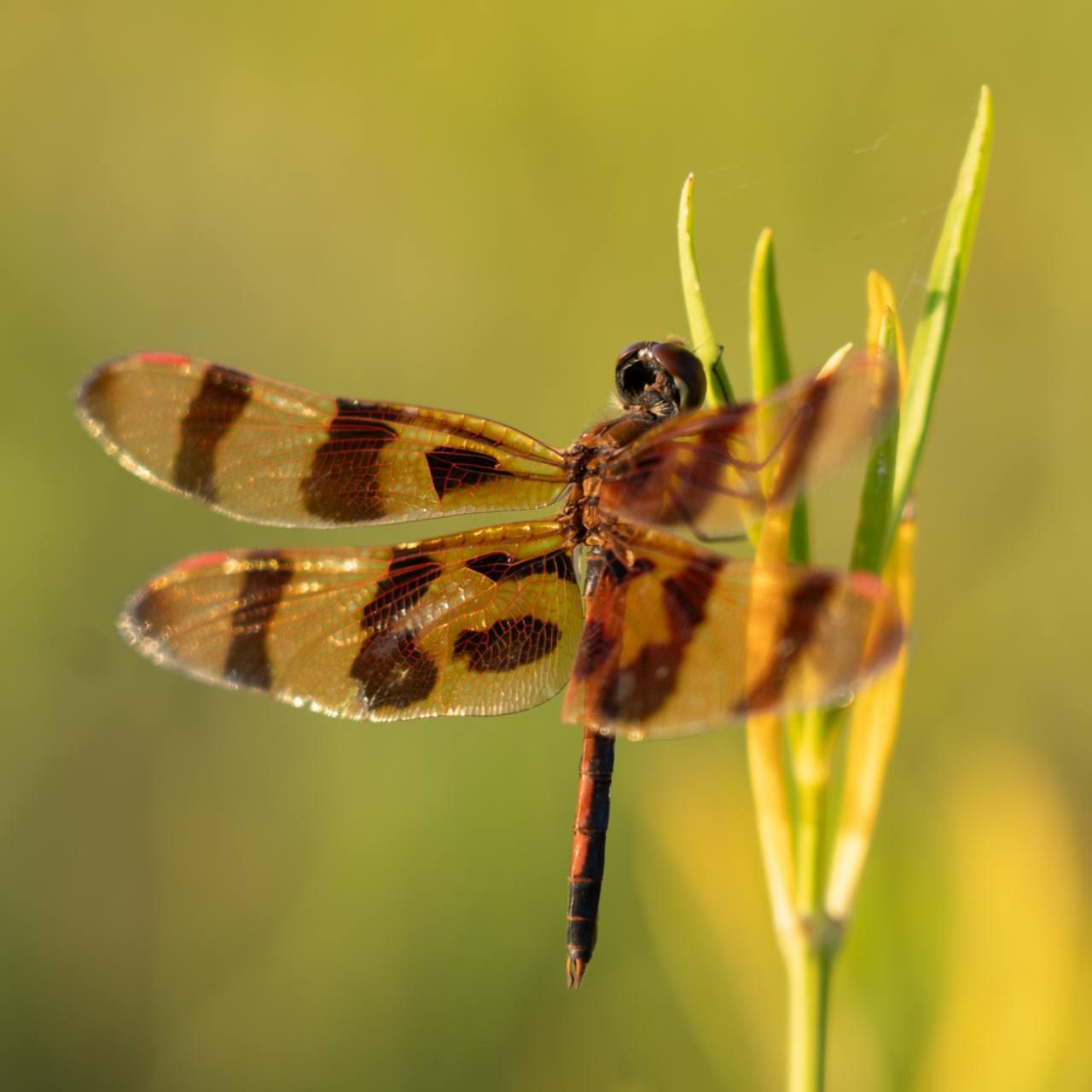 Macro photograph of a dragonfly in warm natural light