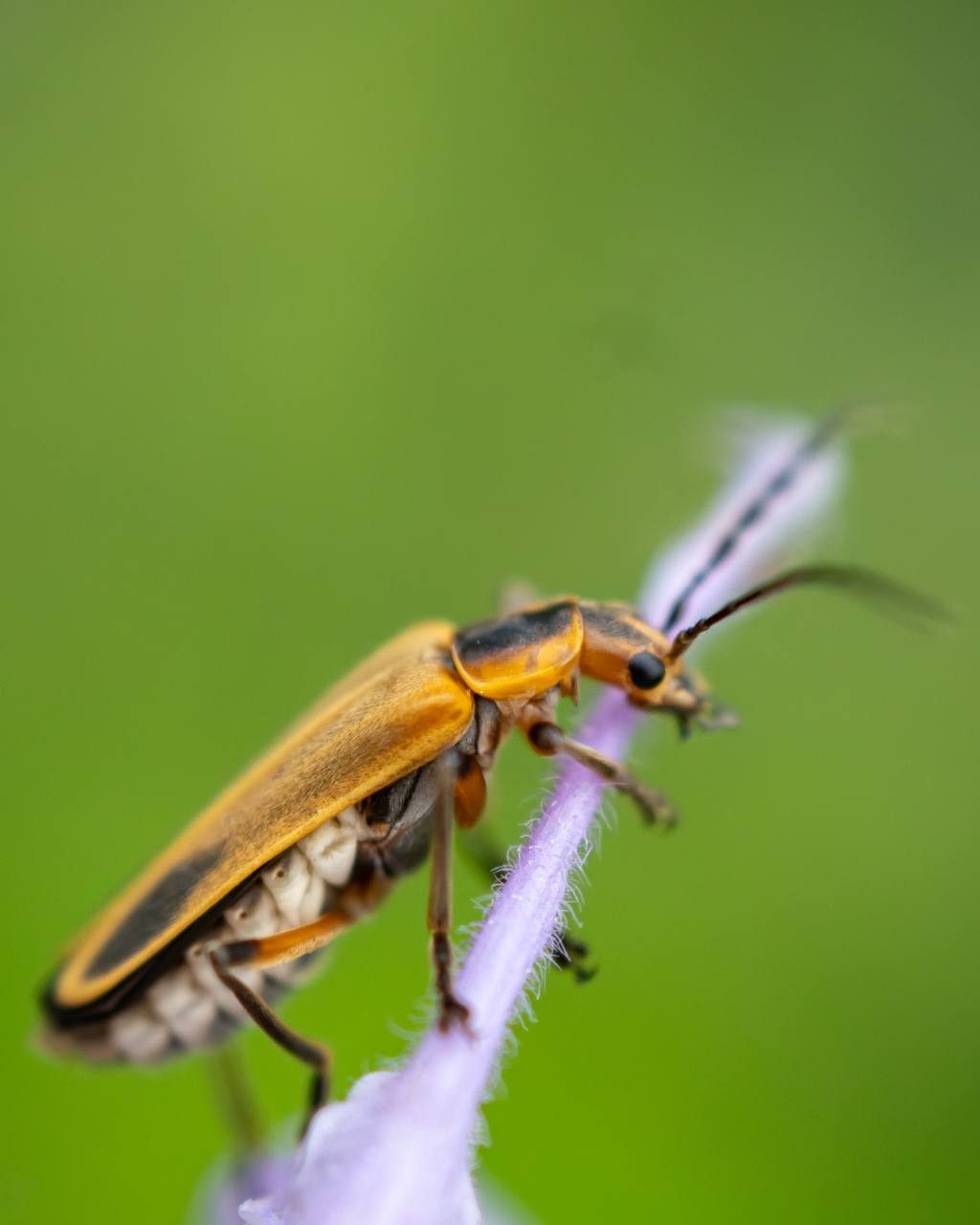 Macro photograph of a beetle on a purple flower stem